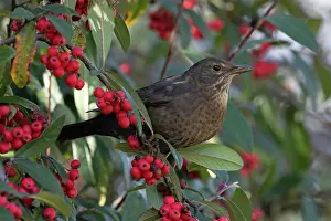 Fruit Prints: Blackbird (Turdus mercula) female