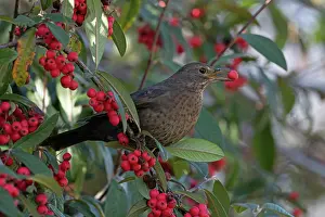 Fruit Prints: Blackbird (Turdus mercula) female