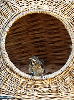 Humorous Prints: Blackbird (Turdus merula) chick perched in cat basket, Bavaria, Germany. July
