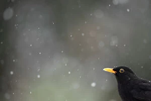 Images Dated 21st September 2021: Blackbird (Turdus merula) and falling snow. Leicestershire, UK, February