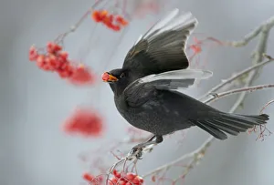 Bookplate Prints: Blackbird (Turdus merula) feeding on Hawthorn berries, Helsinki, Finland, November