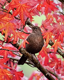 Saxifragales Prints: Blackbird (Turdus merula) female