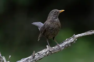 True Thrush Prints: Blackbird (Turdus merula) female, perched on a branch, Aude, France. June