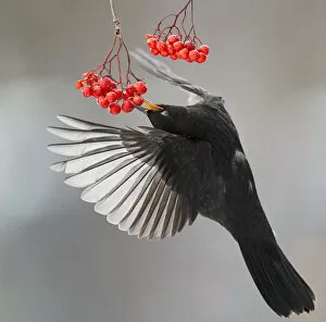 Catalogue9 Collection: Blackbird (Turdus merula) in flight to feed on berries, Helsinki, Finland. November