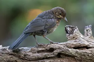 Brasschaat Prints: Blackbird (Turdus merula) juvenile, perched on branch, Brasschaat, Belgium. July