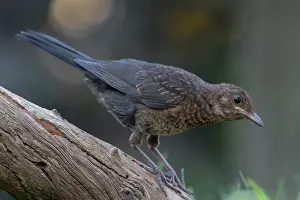 Brasschaat Prints: Blackbird (Turdus merula) juvenile, perched on branch, Brasschaat, Belgium. July