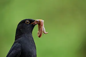 Coloured Background Prints: Blackbird (Turdus merula) male