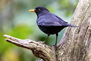 France Prints: Blackbird (Turdus merula) male
