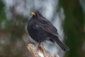 Songbird Prints: Blackbird (Turdus merula) male