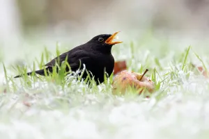 Fruit Prints: Blackbird (Turdus merula) male eating winfall apples in snow
