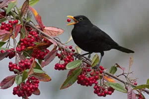 Blackbird (Turdus merula) male feeding on Cotoneaster berries, Monmouthshire, Wales, UK