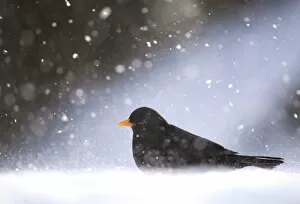 Images Dated 9th January 2010: Blackbird (Turdus merula) male foraging on snow covered ground, during a blizzard