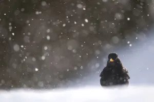 Catalogue3 Prints: Blackbird (Turdus merula) male foraging on snow covered ground, during a blizzard