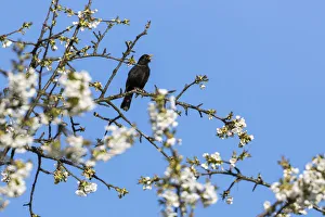 Blackbird (Turdus merula) male in singing in spring, Bavaria, Germany, April Blackbird (Turdus merula) male in singing in spring, Bavaria, Germany, April