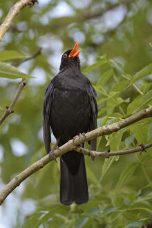 Ash Tree Gallery: Blackbird (Turdus merula), male singing whilst perched in Ash (Fraxinus excelsior) tree