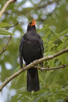 Blackbird (Turdus merula), male singing whilst perched in Ash (Fraxinus excelsior) tree