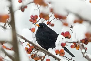 Blackbird (Turdus merula) male in winter, Bavaria, Germany, December