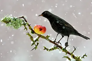 Blackbird (Turdus merula) perched on branch in winter feeding on apple, snowing, Lorraine, France, December