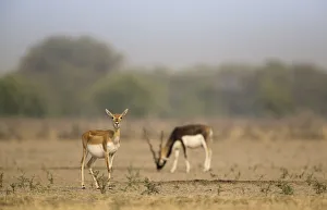 Images Dated 16th November 2016: Blackbuck (Antelope cervicapra), watchful female with male feeding in background