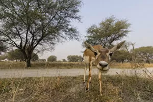 Images Dated 17th November 2016: Blackbuck (Antelope cervicapra), wide angle ground perspective of female, Tal Chhapar