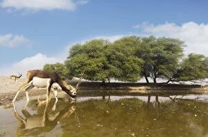Antilope Cervicapra Gallery: Blackbuck (Antelope cervicapra), wide angle ground perspective of male drinking
