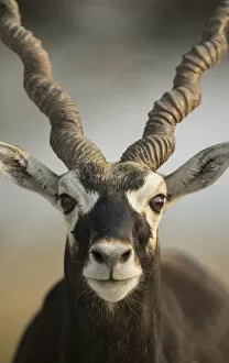 Images Dated 17th November 2016: Blackbuck (Antelope cervicapra), Male closeuphead portrait, Tal Chhapar Wildlife Sanctuary