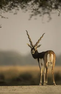 Blackbuck (Antelope cervicapra), male, Tal Chhapar Wildlife Sanctuary, Rajasthan, India