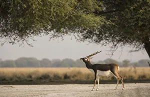 Images Dated 17th November 2016: Blackbuck (Antelope cervicapra), male standing under tree, Tal Chhapar Wildlife Sanctuary