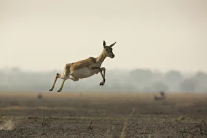 Sanctuary Prints: Blackbuck (Antelope cervicapra), female, running with high jumps known as Pronking