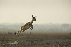 Blackbuck (Antelope cervicapra), female running with high jumps known as Pronking'