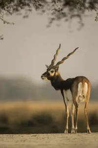 Sanctuary Prints: Blackbuck (Antelope cervicapra), male, Tal Chhapar Wildlife Sanctuary, Rajasthan, India