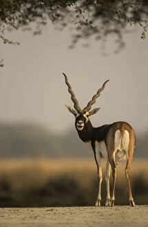 Images Dated 17th November 2016: Blackbuck (Antelope cervicapra), male, Tal Chhapar Wildlife Sanctuary, Rajasthan, India