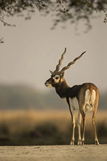 Blackbuck (Antelope cervicapra), male, Tal Chhapar Wildlife Sanctuary, Rajasthan, India