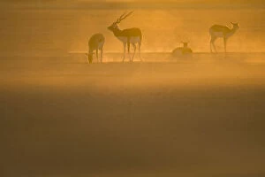 Blackbuck (Antilope cervicapra) male with females at sunrise, Rajasthan, India