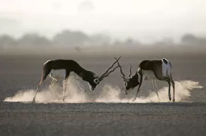 Blackbuck (Antilope cervicapra) two males fighting, Rajasthan, India