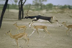 Bovids Prints: Blackbuck male leaping amongst females {Antilope cervicapra} Thar desert, Rajasthan