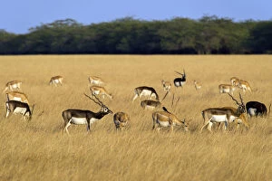 Antilope Cervicapra Collection: BlackbuckA(Antilope cervicapra), herd with males and females, Velavadar National Park