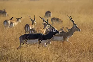 Antilope Cervicapra Collection: BlackbuckA(Antilope cervicapra) herd with males and females, Velavadar national park