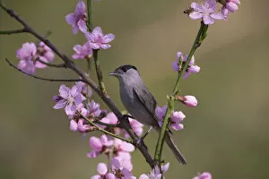 Blackcap (Sylviya atricapilla) male perched in blossom, Hungary, April