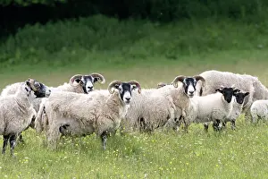 Domesticated Prints: Blackface sheep flock with lambs, portrait, Knapdale, Argyll and Bute, Scotland, UK. June