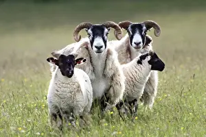 Domesticated Prints: Two Blackface sheep with lambs, portrait, Knapdale, Argyll and Bute, Scotland, UK. June