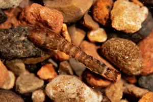 Magnification Prints: Blackfly larva (Simuliidae) on gravel
