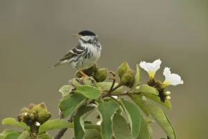 Boraginaceae Prints: Blackpoll warbler (Setophaga striata) male perched on Mexican olive (Cordia boissieri)