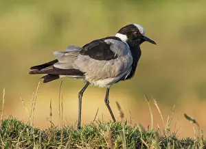Sub Tropical Prints: Blacksmith lapwing (Vanellus armatus) standing on grassy ridge