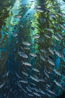 Percomorphi Gallery: Blacksmiths (Chromis punctipinnis) school swam through a giant kelp (Macrocystis pyrifera) forest