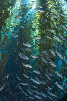Catalogue9 Prints: Blacksmiths (Chromis punctipinnis) school swam through a giant kelp (Macrocystis pyrifera) forest