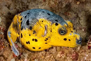 Blackspotted puffer (Arothron nigropunctatus) curled up on the reef for the night