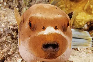 Tetraodontiformes Prints: Blackspotted puffer (Arothron nigropunctatus) portrait, Guam, Micronesia, Pacific Ocean