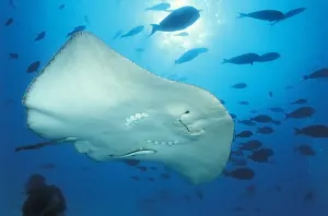 Dasyatidae Prints: Blackspotted stingray (Taeniurops meyeni) with a remora (Echeneis naucrates) attached