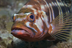 Blacktail comber (Serranus atricauda) portrait, Tenerife, Canary Islands Blacktail comber (Serranus atricauda) portrait, Tenerife, Canary Islands